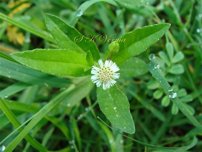  Flowering shoot